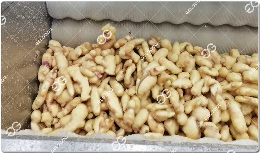 Équipement De Lavage Et De Pelage De Gingembre.jpg