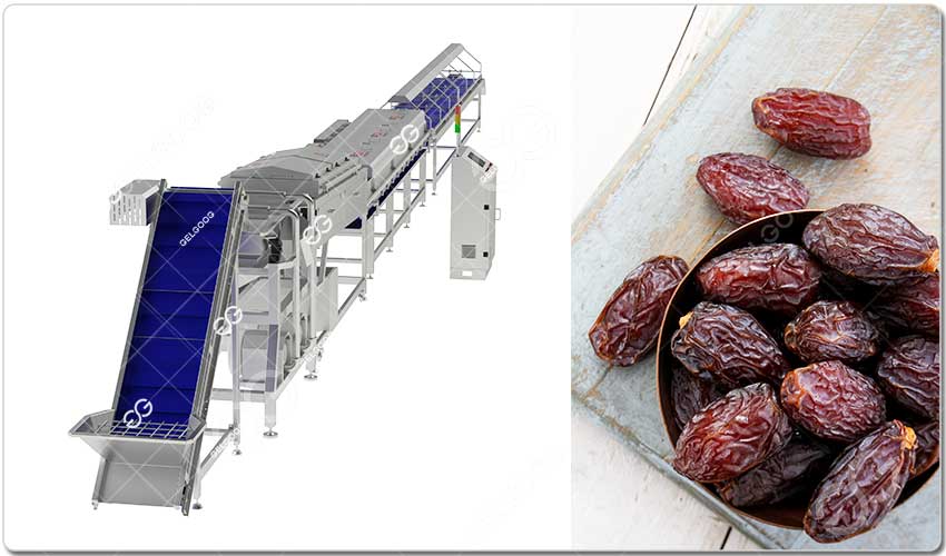 Dattes Deglet Nour De Tunisie - Ligne De Tri Et De Lavage.jpg