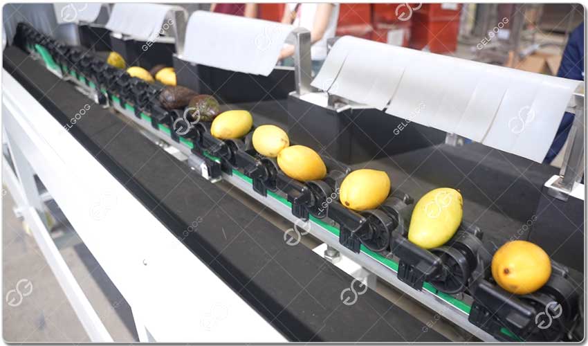 Avantages De La Ligne De Lavage Et De Tri Des Mangues.jpg Avantages De La Ligne De Lavage Et De Tri Des Mangues.jpg