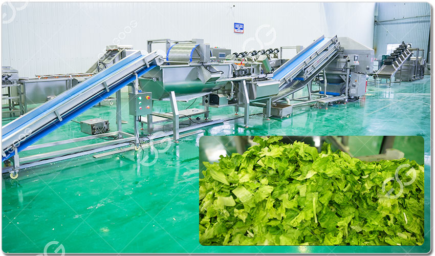 chaîne de production des salades.jpg