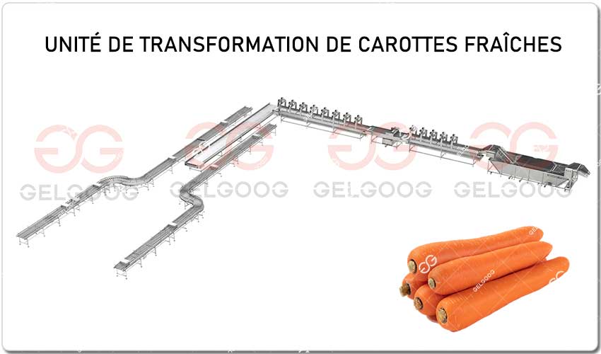 Ligne De Production De Carottes Fraîches.jpg Ligne De Production De Carottes Fraîches.jpg