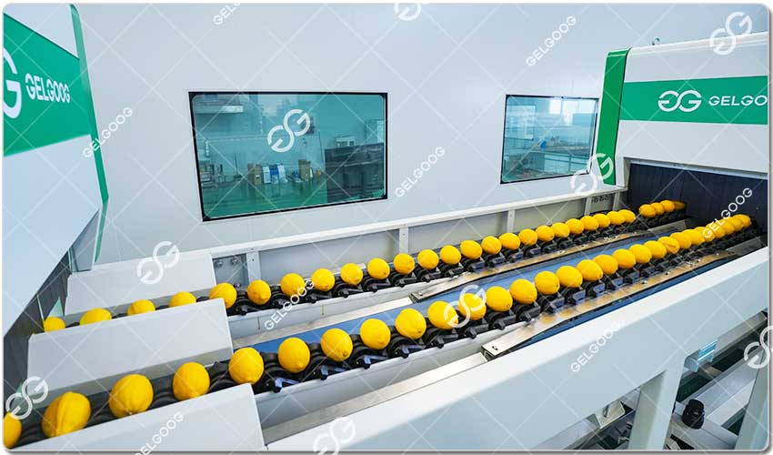 Ligne Production De Tri Intelligent Des Citrons.jpg