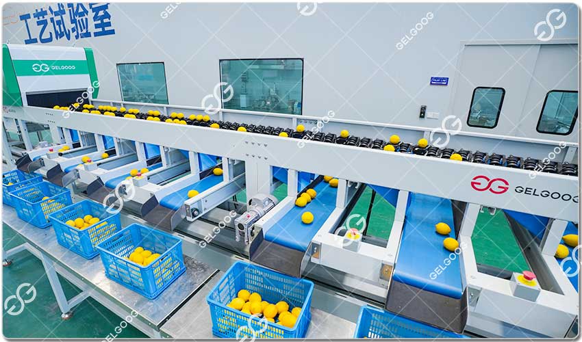 Machines De Tri Intelligent Des Citrons.jpg