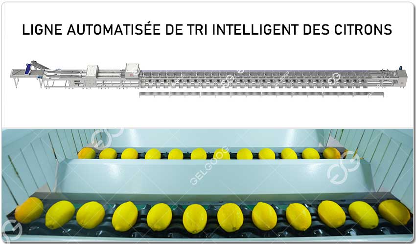 Ligne De Tri Intelligent Des Citrons.jpg