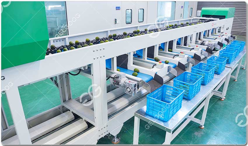 Machine de tri pour avocats.jpg Machine de tri pour avocats.jpg