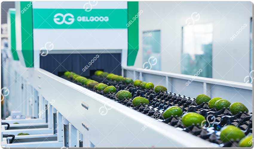Trieuse Par Vision Artificielle Pour Avocat.jpg