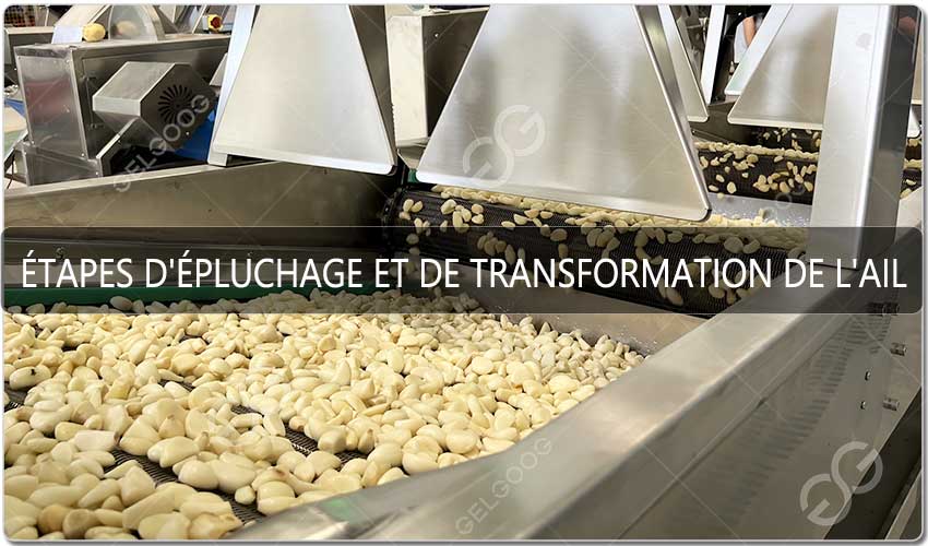 Étapes D'Épluchage Et De Transformation De L'Ail - GELGOOG.jpg Étapes D'Épluchage Et De Transformation De L'Ail - GELGOOG.jpg