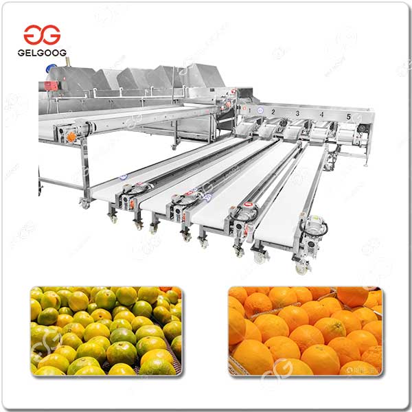 Ligne De Production D'Agrumes.jpg