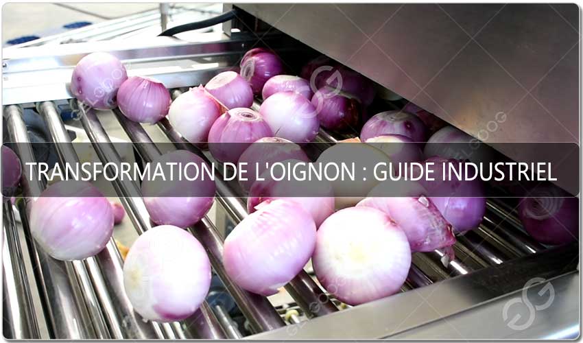 Transformation De L'Oignon : Guide Industriel Complet