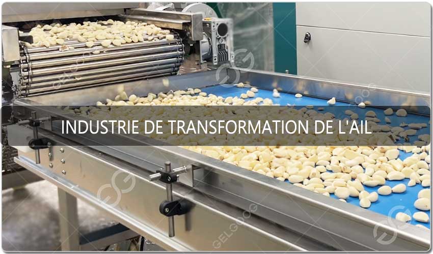 Industrie De Transformation De L'Ail : Opportunités