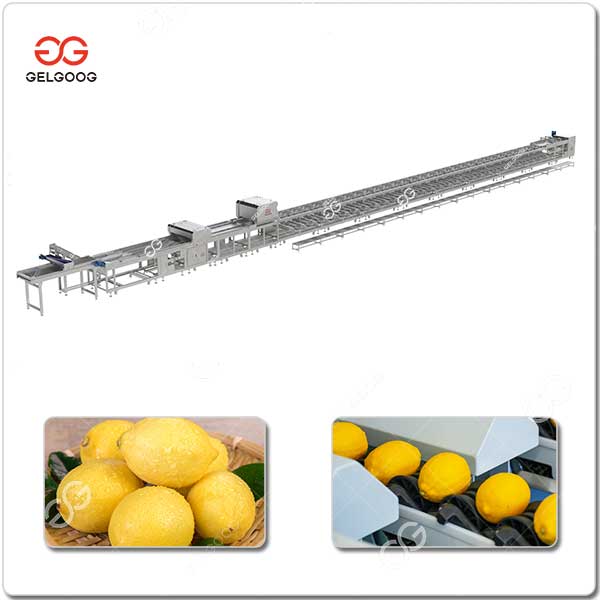 Ligne De Tri Intelligent Des Citrons GELGOOG.jpg