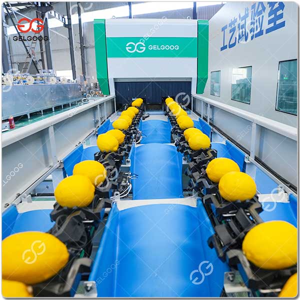 Machines De Tri Des Citrons.jpg