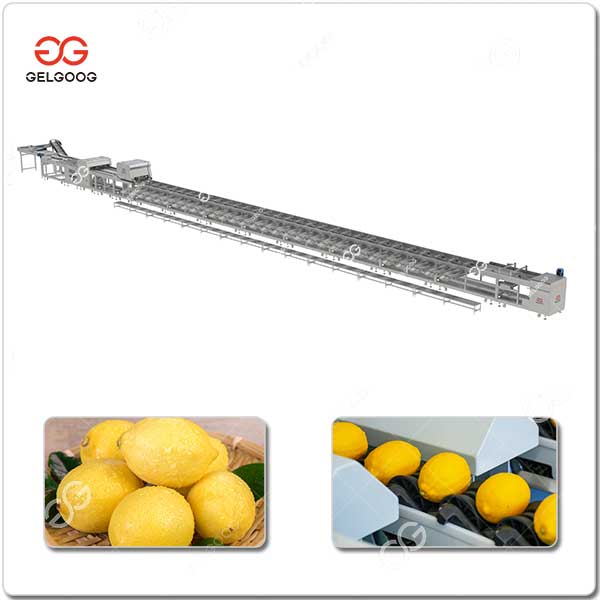 Ligne De Tri Des Citrons Automatique.jpg