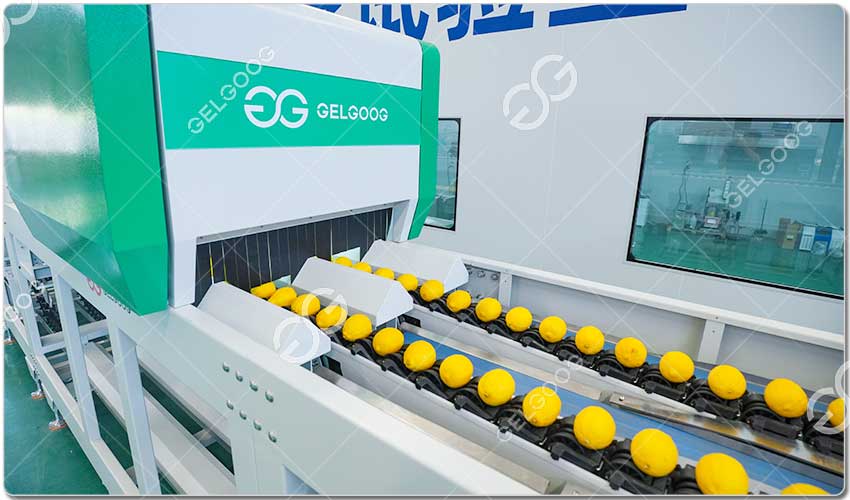 GELGOOG Lance Une Solution De Tri Intelligent Des Fruits
