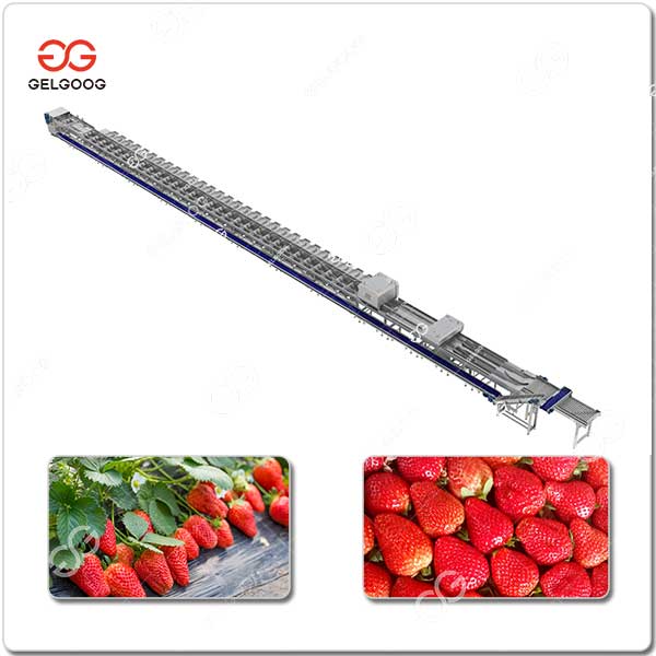 Trieuse De Fraises Industrielle.jpg