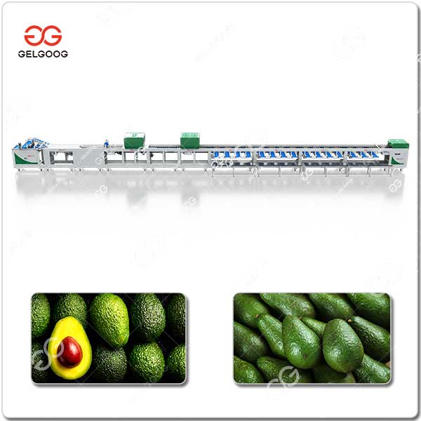 Trieuse D'Avocats GELGOOG.jpg